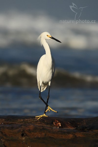 Volavka bělostná (Egretta thula), Volavka bělostná (Egretta thula), Snowy Egret, Autor: Ondřej Prosický | NaturePhoto.cz, Model: Canon EOS 5D, Objektiv: Canon EF 400mm f/5.6 L USM, Ohnisková vzdálenost (EQ35mm): 400 mm, stativ Gitzo 1227 LVL, Clona: 6.3, Doba expozice: 1/1600 s, ISO: 160, Kompenzace expozice: -2/3, Blesk: Ne, Vytvořeno: 13. prosince 2006 6:42:54, Dominical (Kostarika)